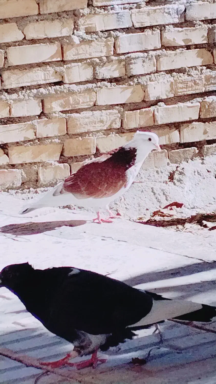 کبوتر پرشی|پرنده|بافت, |دیوار