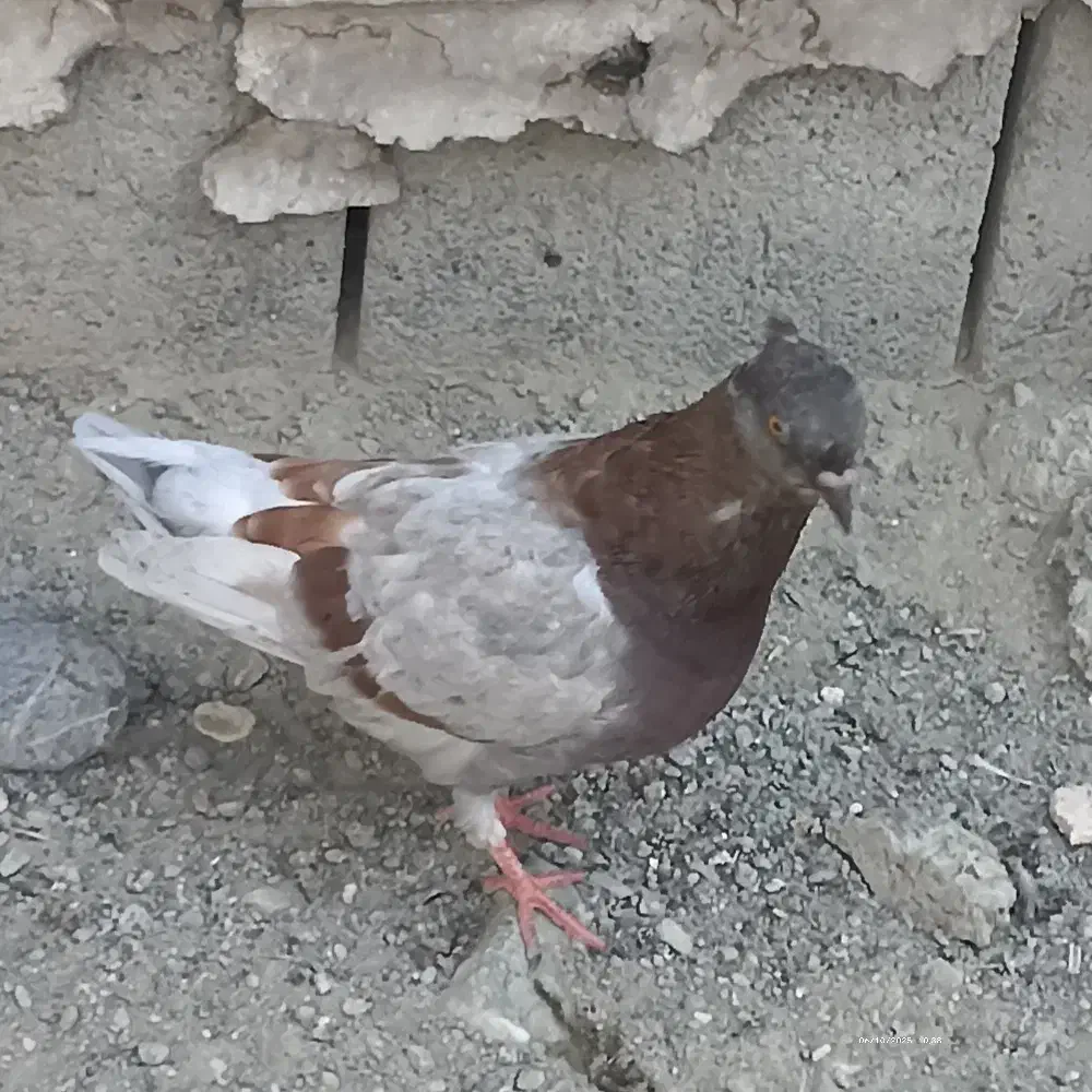 کبوتر|پرنده|میناب, |دیوار