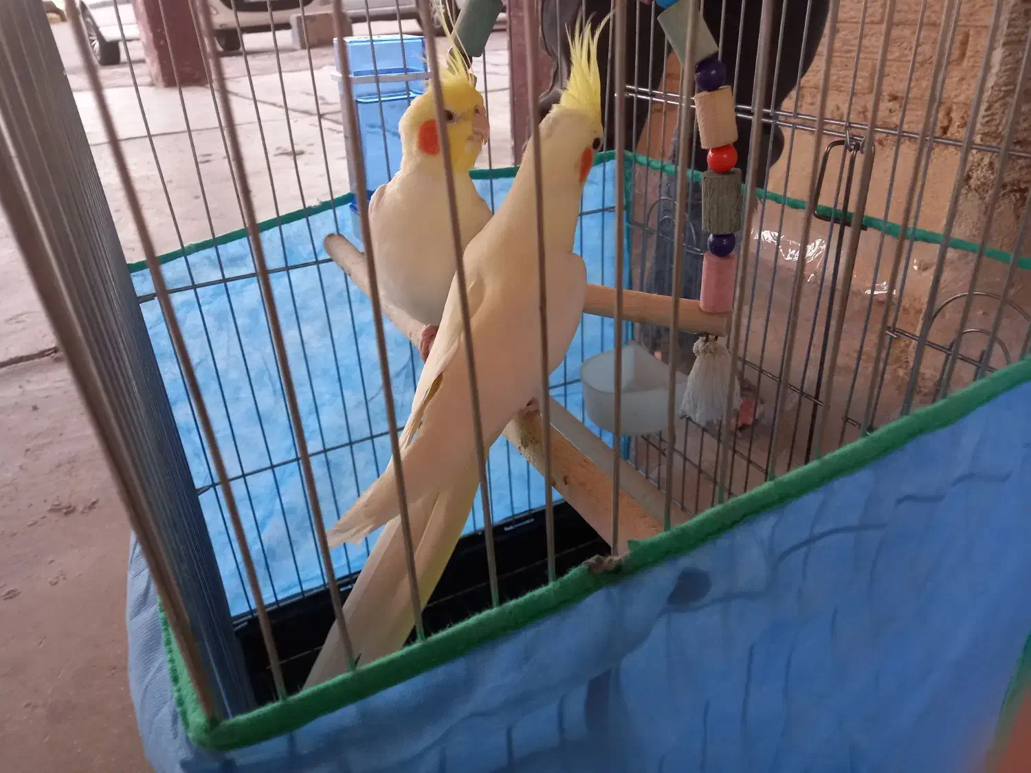 عروس هلندی جفت لوتیتو کینگ سایز خوشگل ، قفس ۱۰۳۳|پرنده|رباطکریم, شهرک والفجر|دیوار