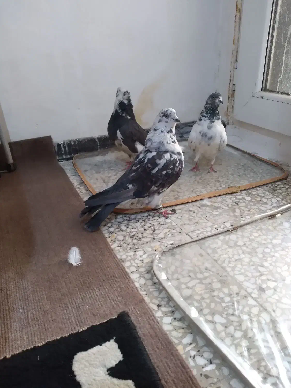 سه عدد کفتر پرشی خال ساعتی ملقی عتیقه|پرنده|فولادشهر, مسکن مهر فولادشهر|دیوار