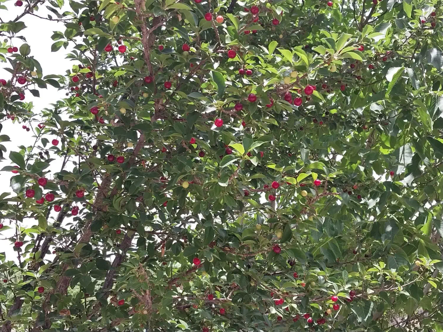 فروش یا معاوضه باغ با مسکن مهر فولادشهر یا خودرو|فروش زمین و ملک کلنگی|عسگران, |دیوار