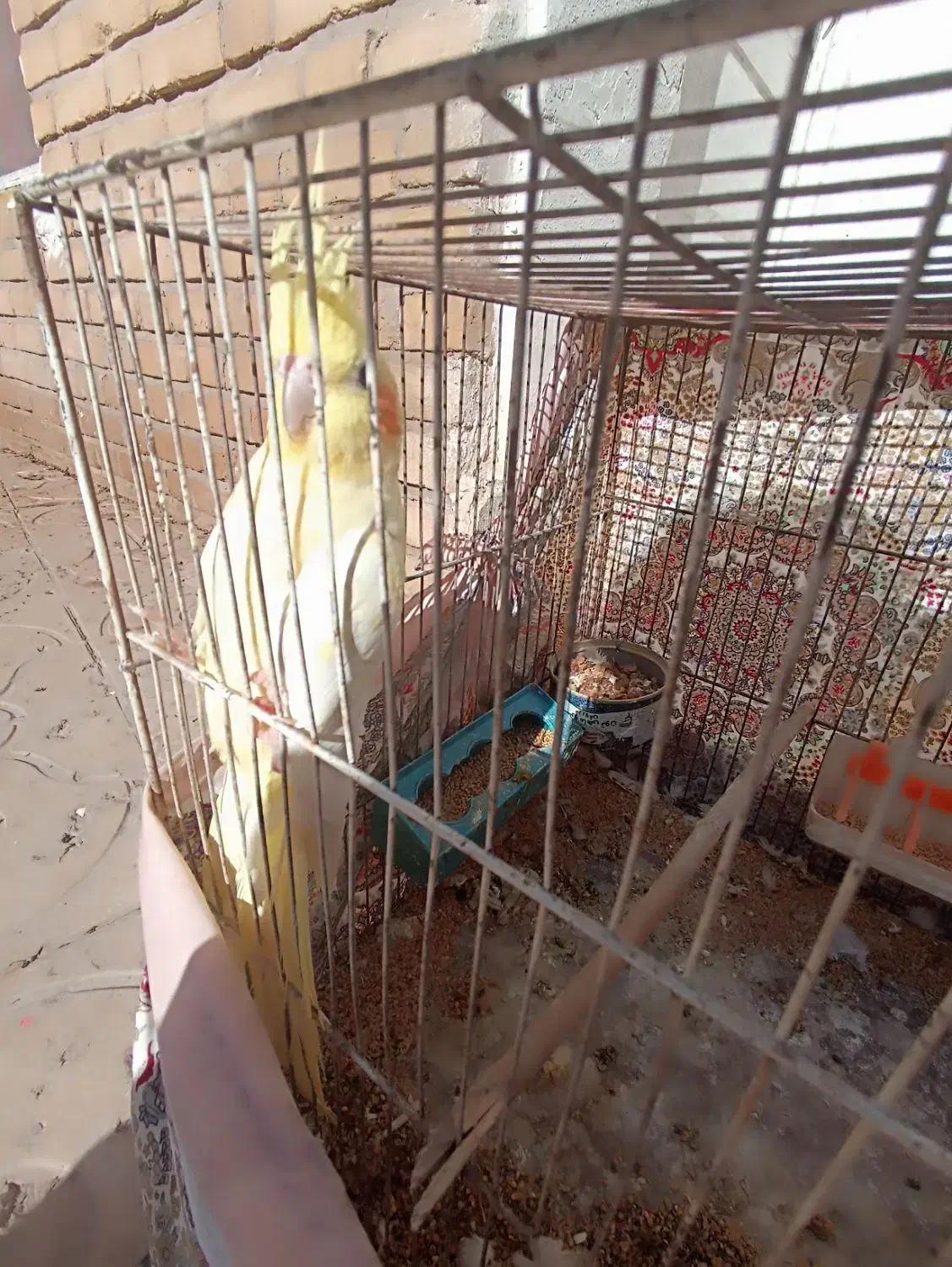 یک جفت عروس هلندی لوتینو|پرنده|مهدی شهر, |دیوار