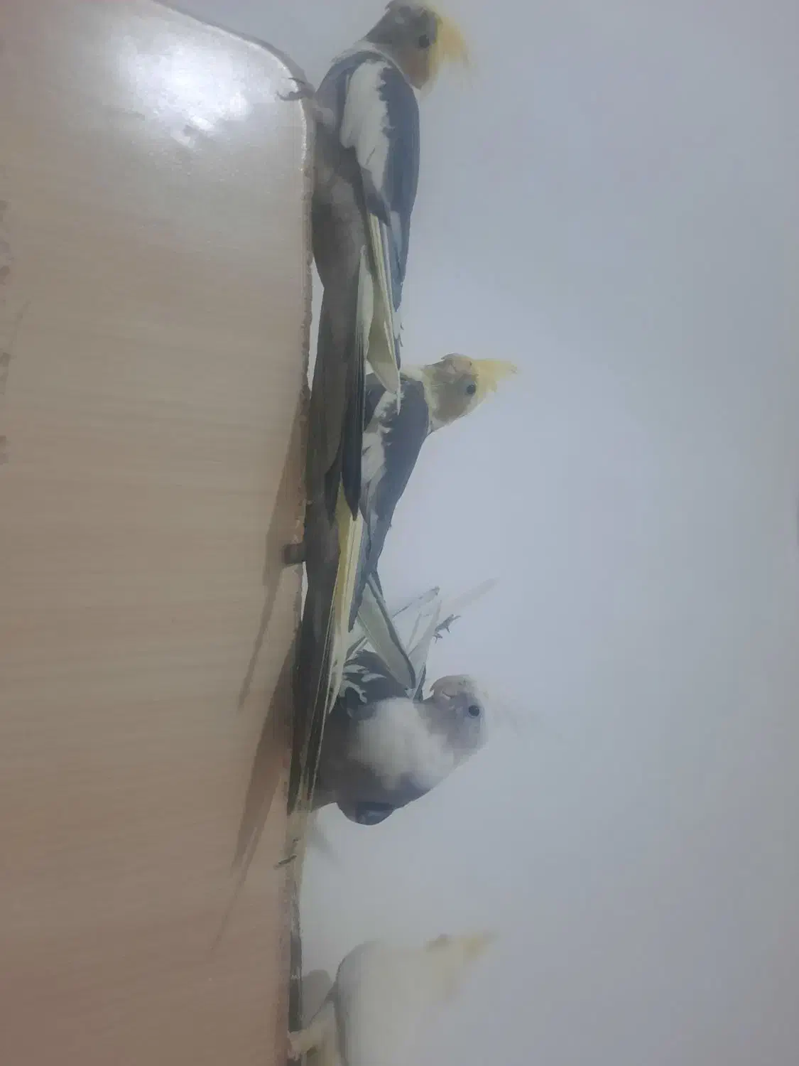 عروس هلندی|پرنده|چناران, |دیوار