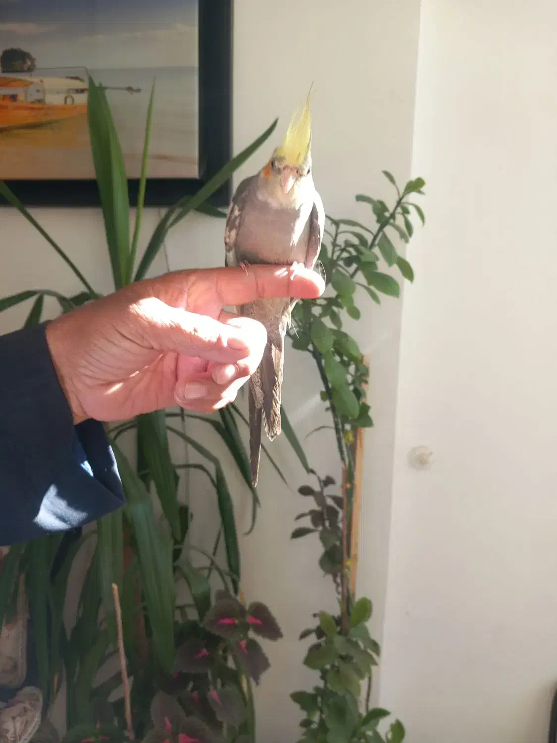 یکعددعروس هلندی دستی ۳ ماه با قفس ۹۵۰ تومن|پرنده|شاهینشهر, فردوسی|دیوار