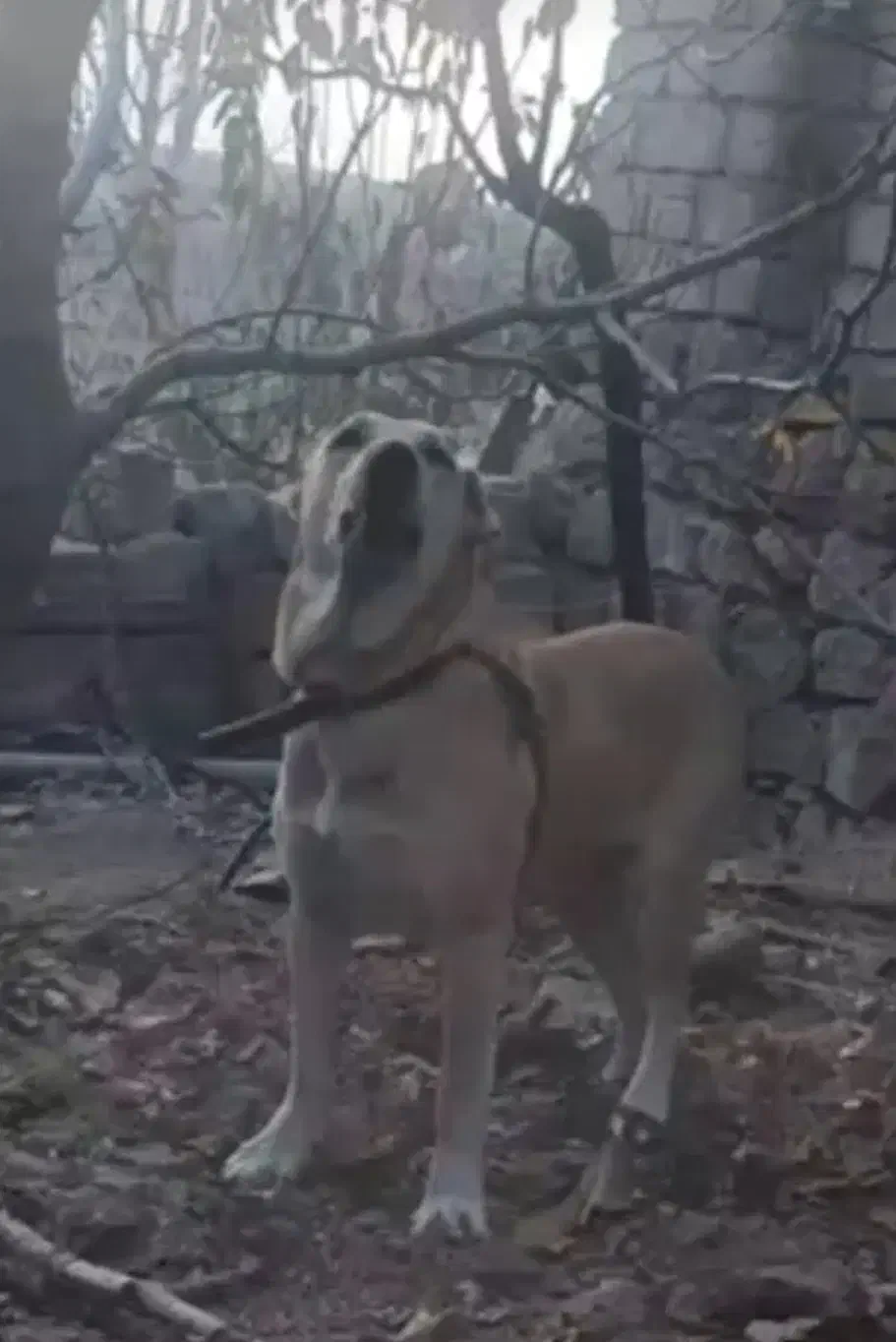 واگذاری ماده سگ سرابی اصیل ۲ساله|سگ|مشگین شهر, |دیوار