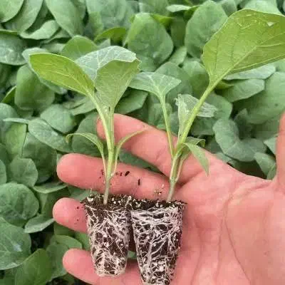 نشا بادمجان قلمی|خدمات باغبانی و درختکاری|تفتان, |دیوار