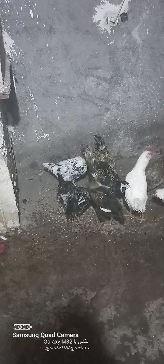 نیمچه خروس گلین|حیوانات مزرعه|میانه, |دیوار