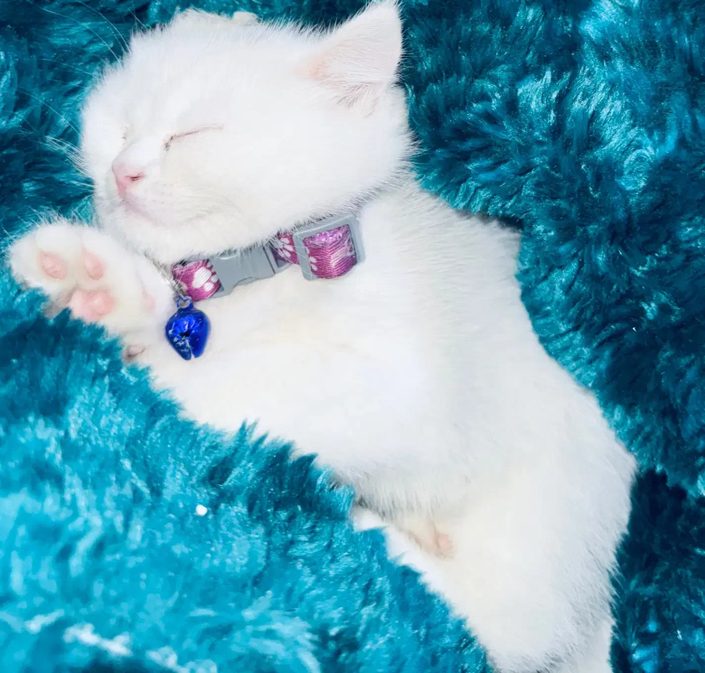 گربه|گربه|تهران, کیانشهر|دیوار