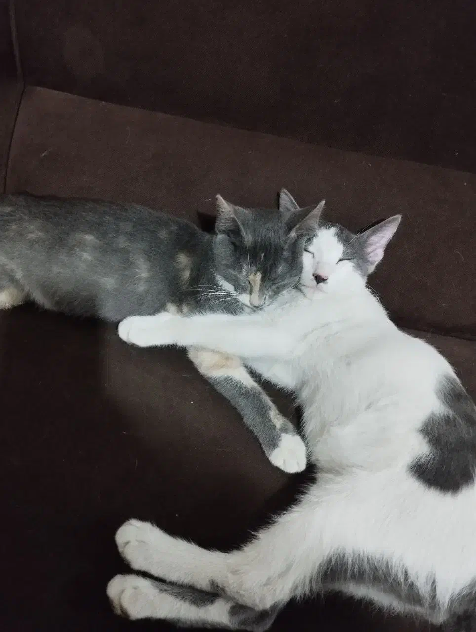 واگزاری رایگان|گربه|لاهیجان, گلستان|دیوار