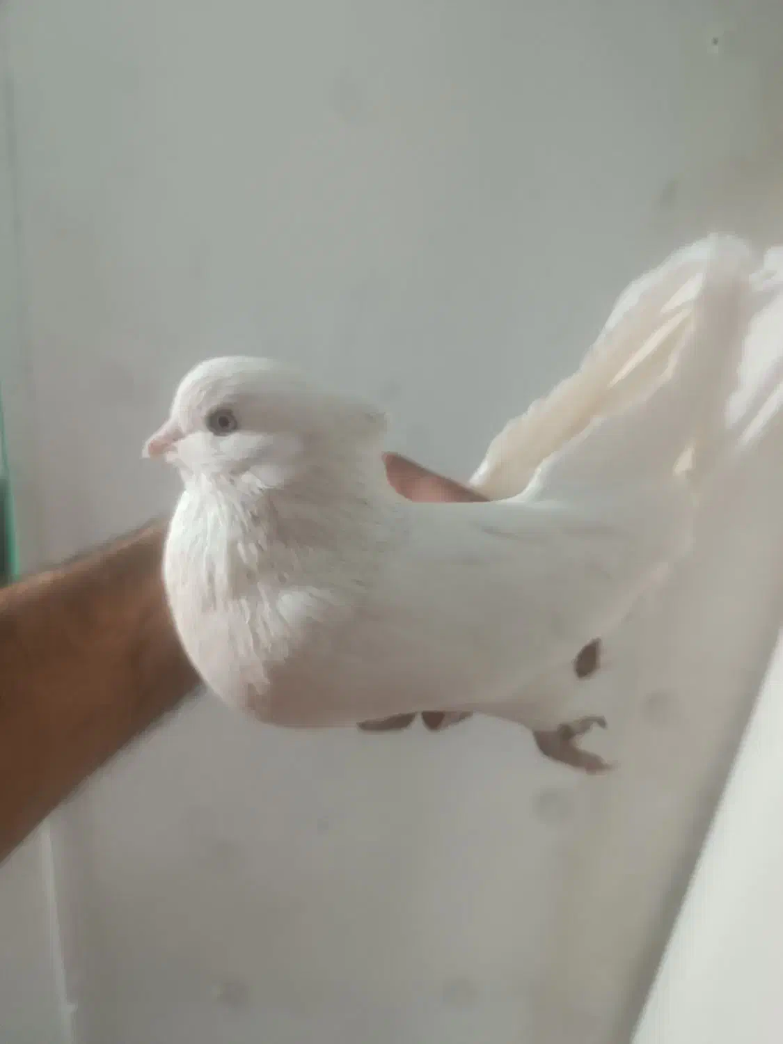 کفترجفت نروماده سفید چشم سفید|پرنده|قرچک, زیبا شهر|دیوار