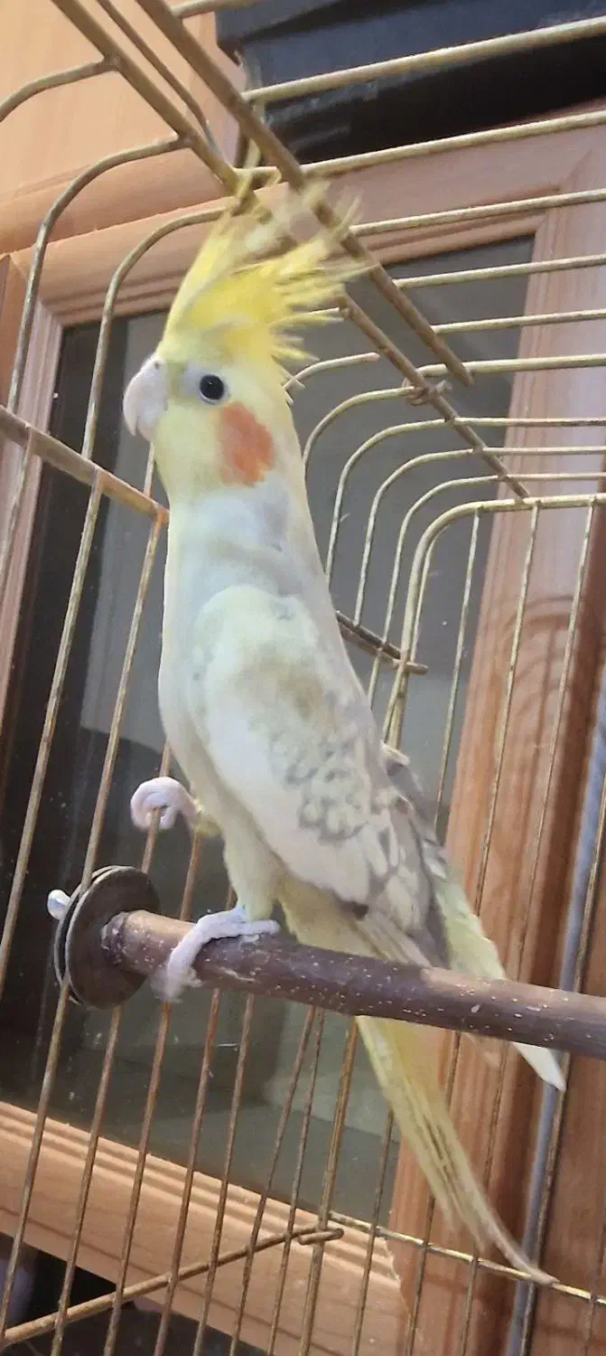 عروس هلندی ماده|پرنده|ماهدشت, |دیوار