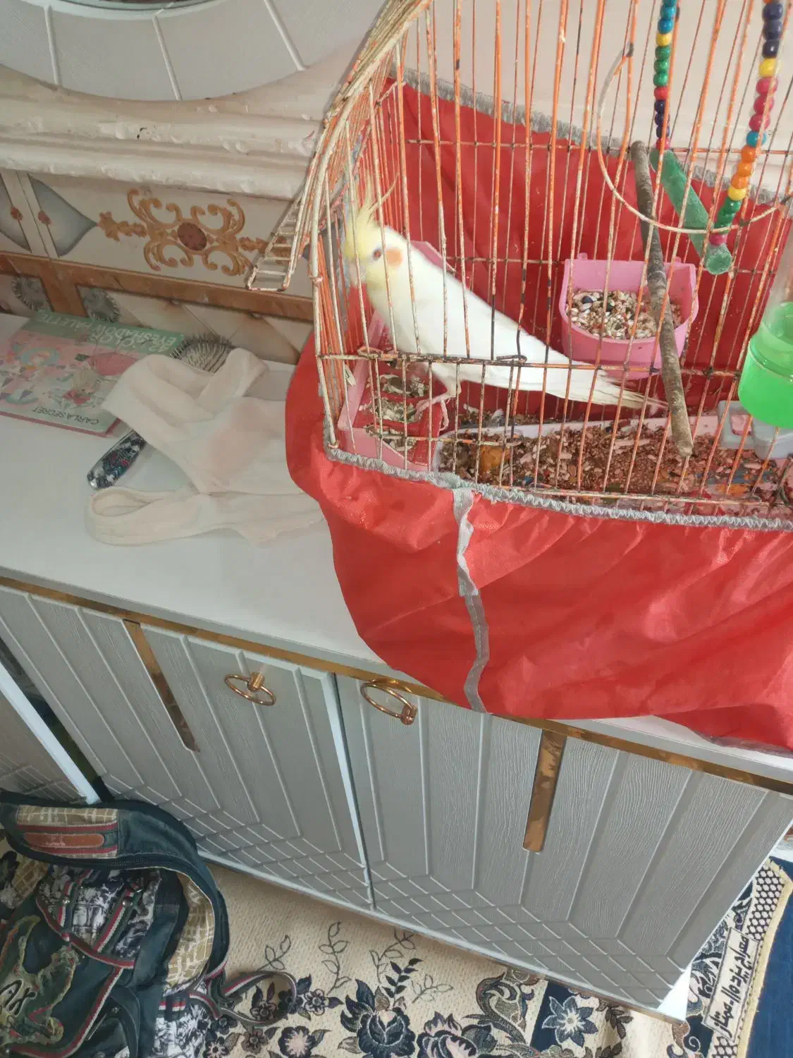 عروس پاریس|پرنده|کارون, |دیوار