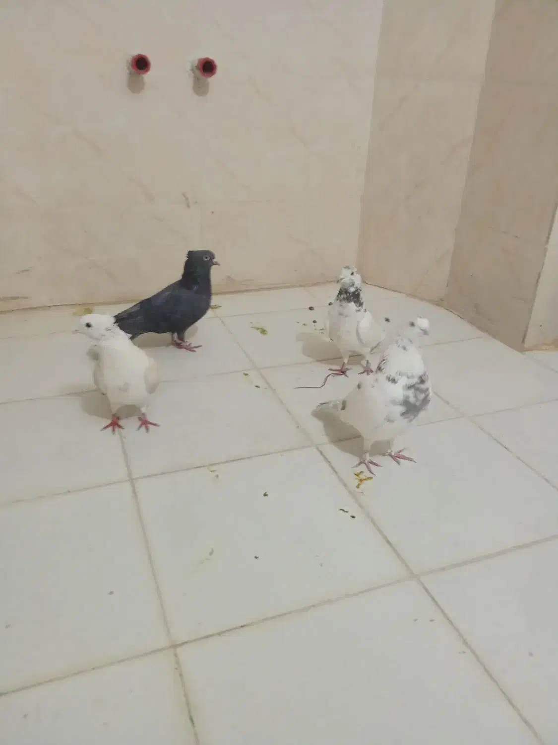 چهرتاکفتر|پرنده|خرم‌آباد, |دیوار