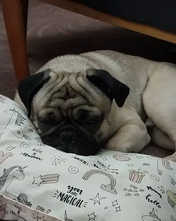 سگ نژاد پاگ|سگ|تهران, توحید|دیوار