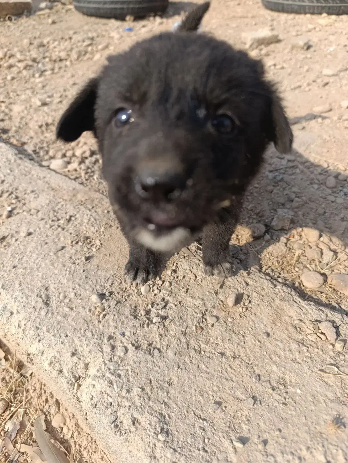 سگ قدرجانی|سگ|شوشتر, |دیوار