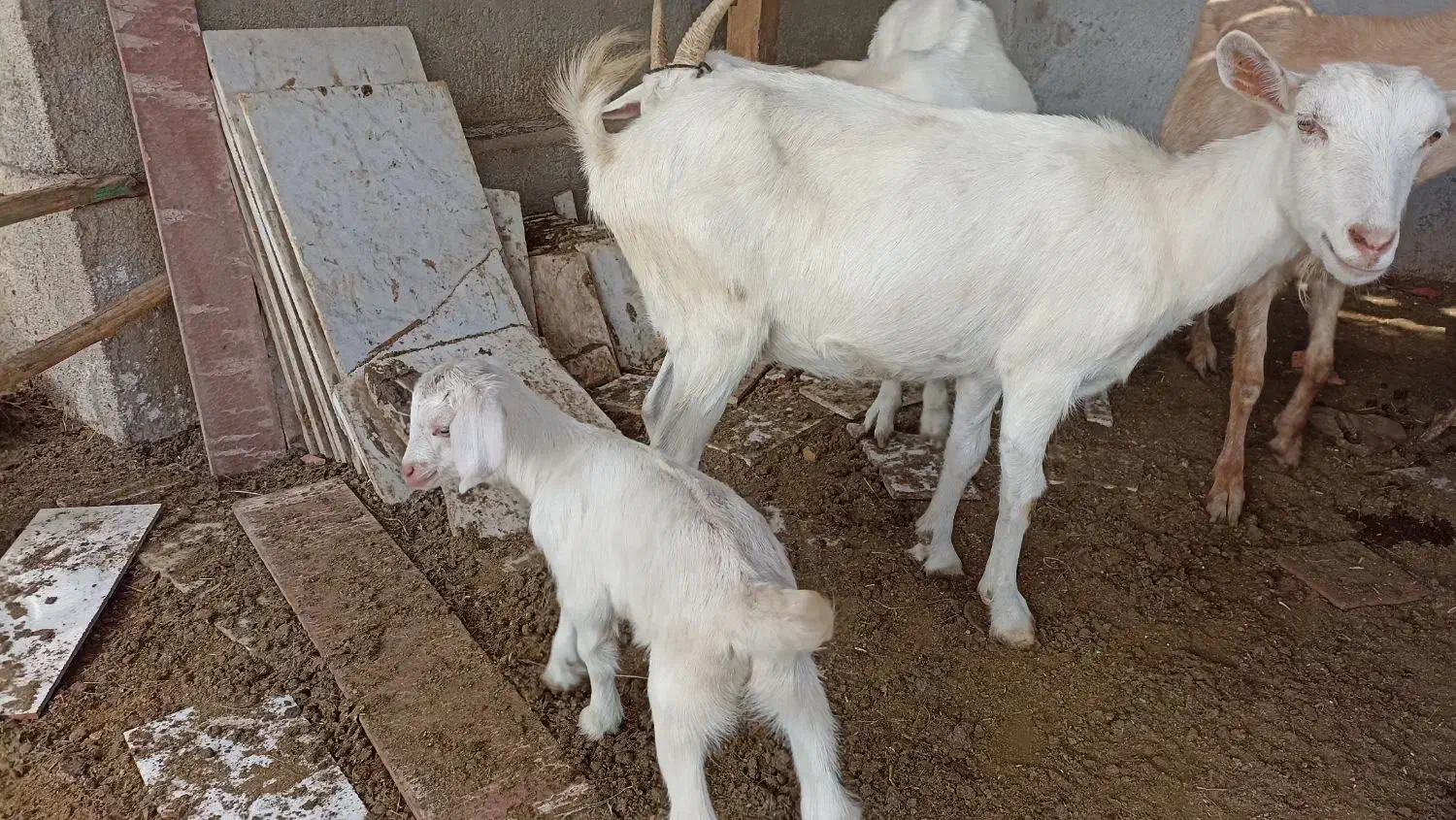 بزغاله سانن ماده|حیوانات مزرعه|سیمین شهر, |دیوار