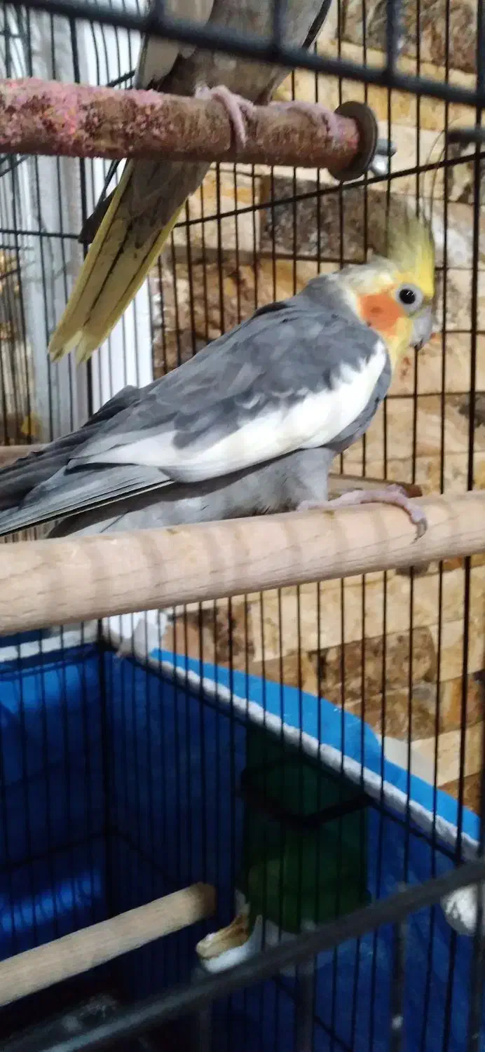 طوطی عروس|پرنده|لولمان, |دیوار