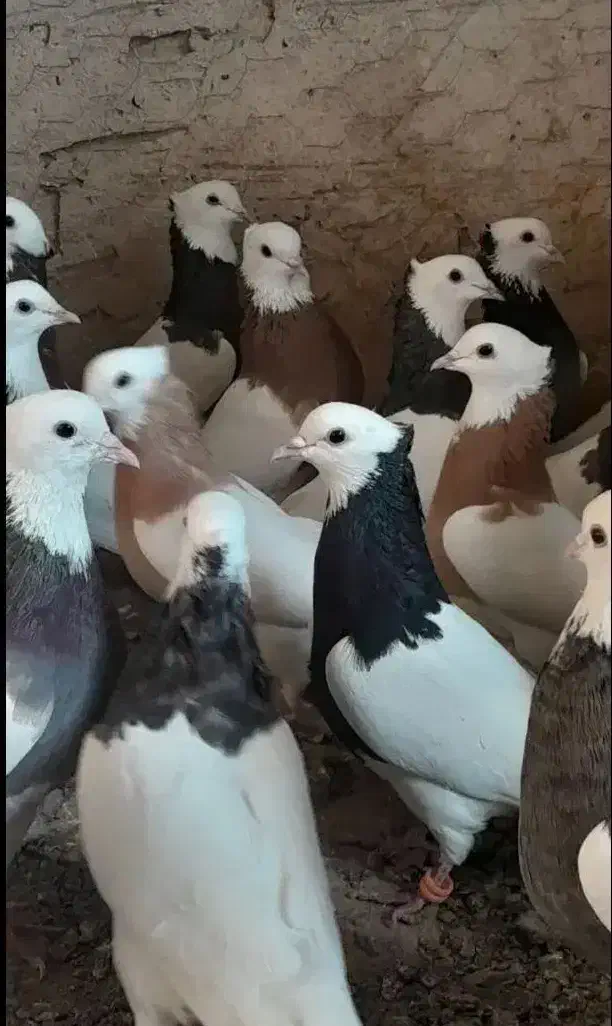 کفترطوقی|پرنده|مشکیندشت, |دیوار