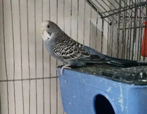 یک جفت مرغ عشق با ۲ جوجه در لونه|پرنده|قنوات, |دیوار