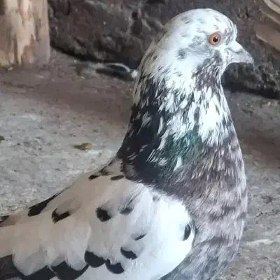 گمشده|حیوانات|آستانه اشرفیه, |دیوار