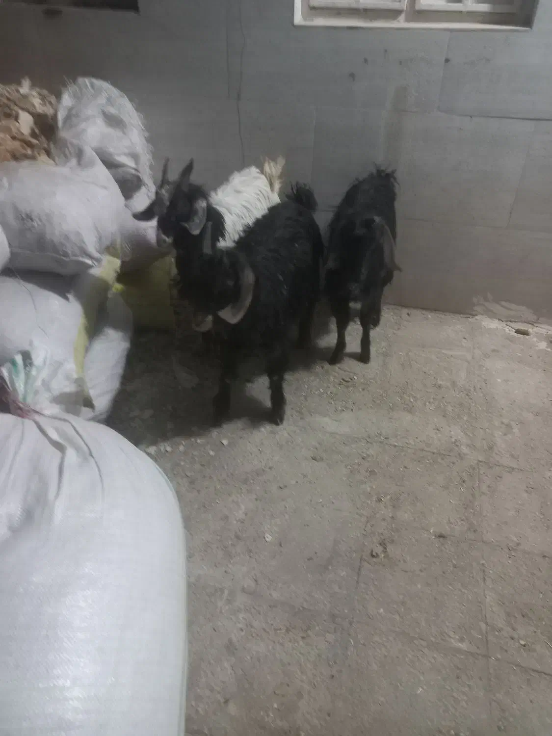 بزغاله خرج خور بزرگ|حیوانات مزرعه|قم, شاه ابراهیم|دیوار