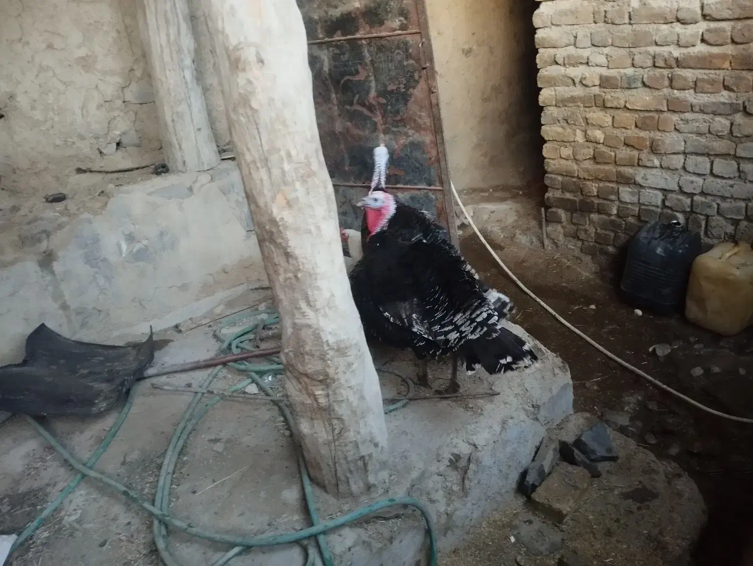 بوقلمون|حیوانات مزرعه|انگوران, |دیوار