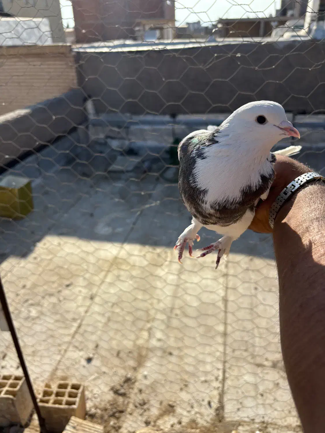 ۴۰۰|پرنده|رفسنجان, |دیوار