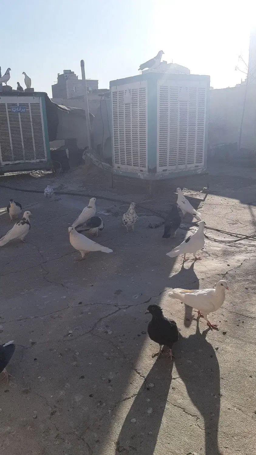 تعدادی کبوتر به فروش می رسد|پرنده|مشهد, ادیب نیشابوری (شهرک غرب)|دیوار