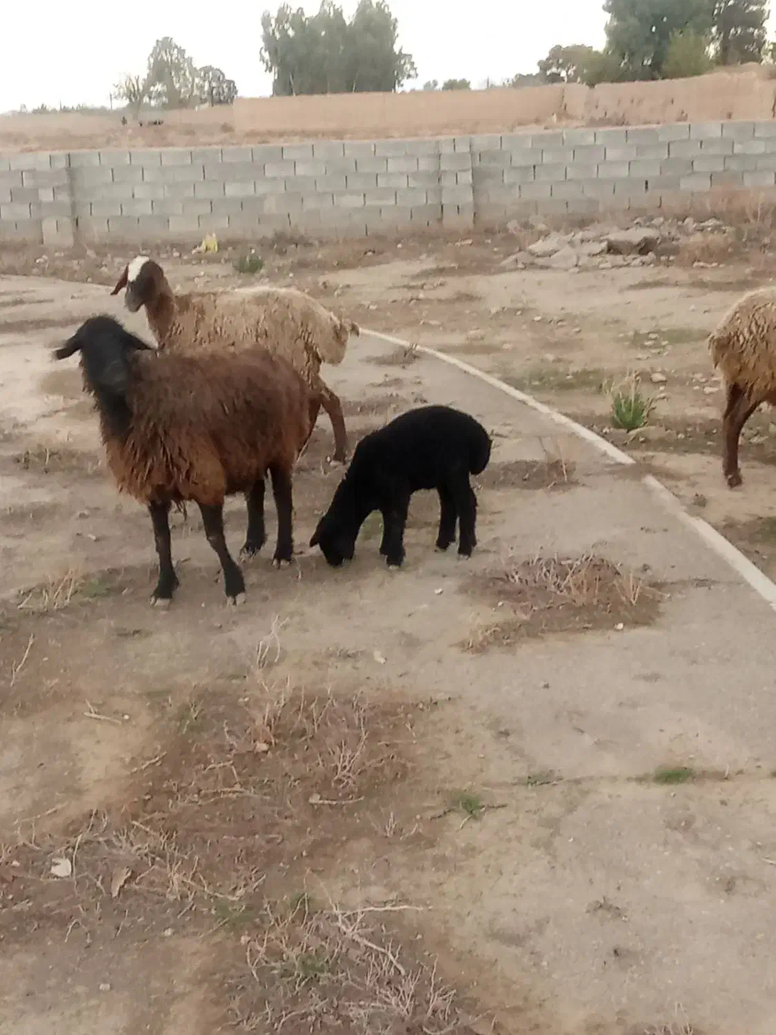 میش‌بره‌بز‌بزغاله|حیوانات مزرعه|جوادآباد, |دیوار