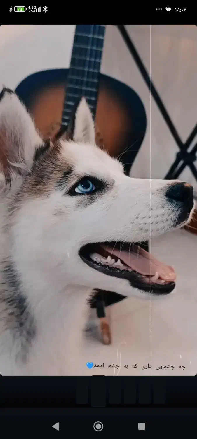 حیوانات|سگ|مرادلو, |دیوار