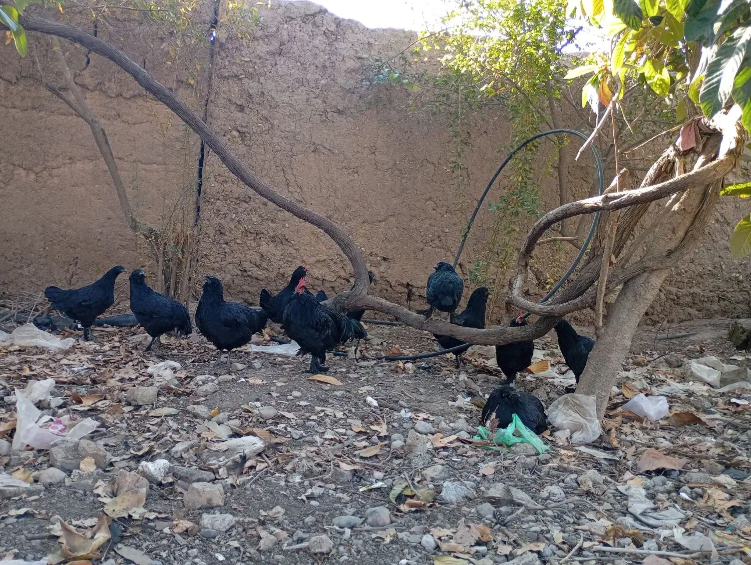 تخم مرغ مرندی|حیوانات مزرعه|فاضل آباد, |دیوار