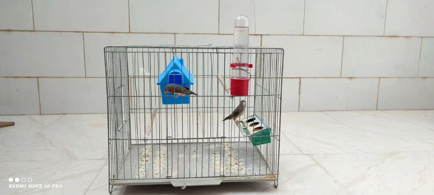 یک جفت فنچ|پرنده|اردکان, |دیوار