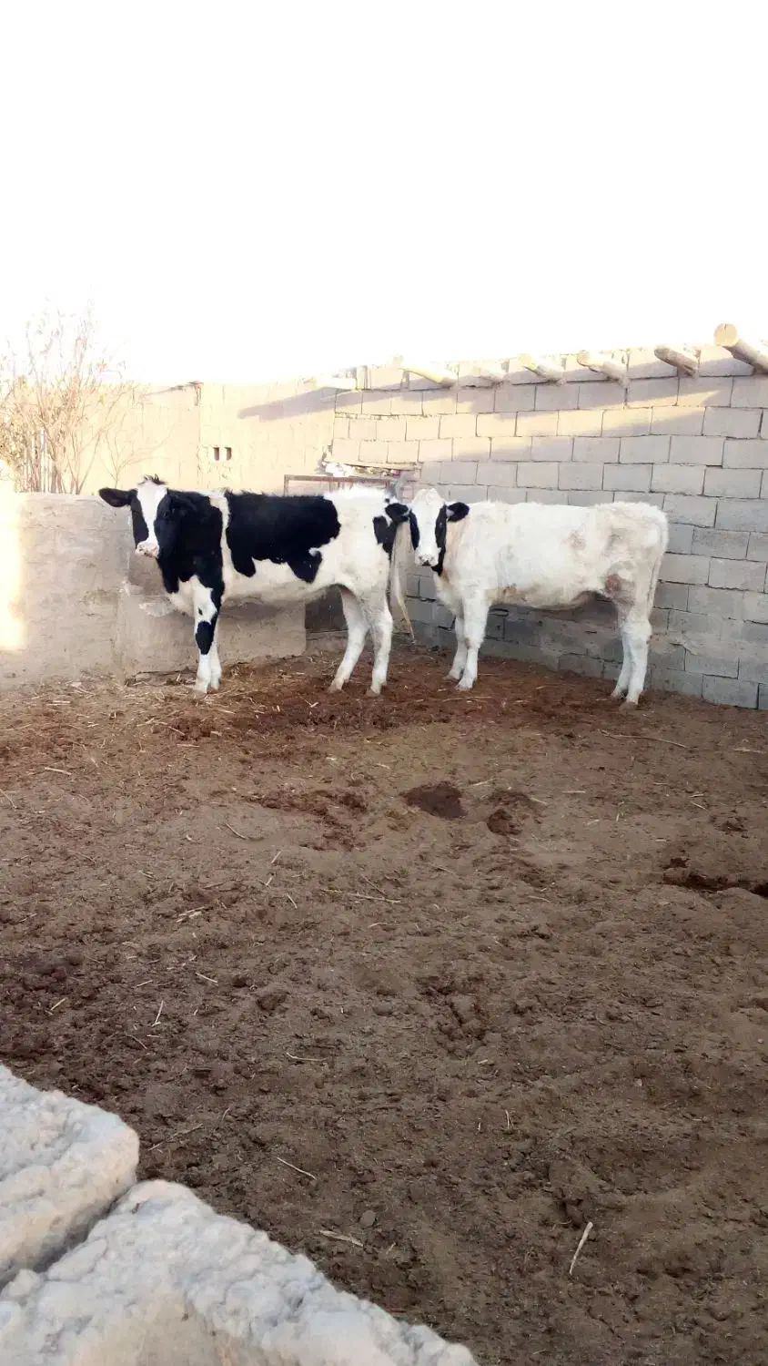 دو عدد تلیسه|حیوانات مزرعه|تربت جام, جلگه موسی آباد|دیوار