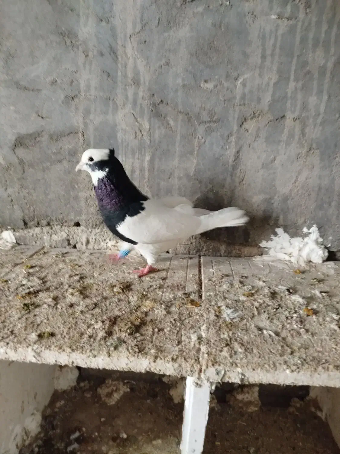 کبوتر ابلاغ طوقی|حیوانات|میاندوآب, |دیوار