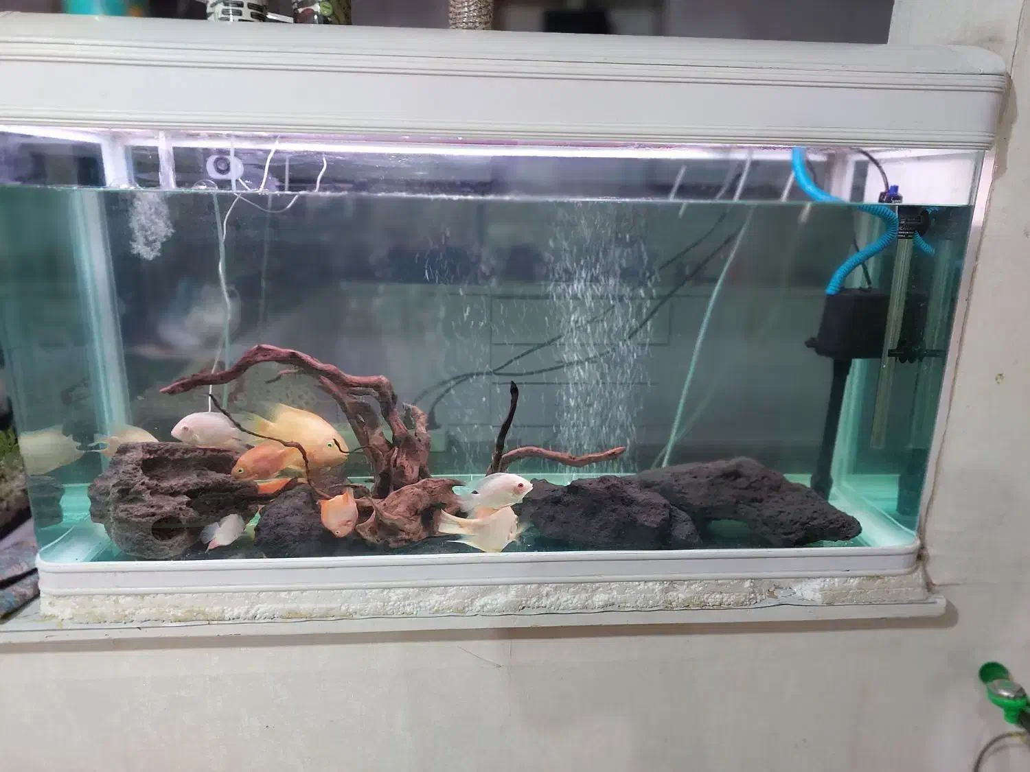 آکواریوم|ماهی|بندر ماهشهر, |دیوار