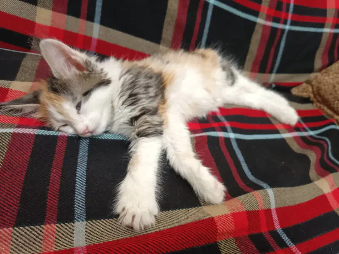 واگذاری بچه گربه ماده|گربه|تهران, والفجر (افسریه)|دیوار