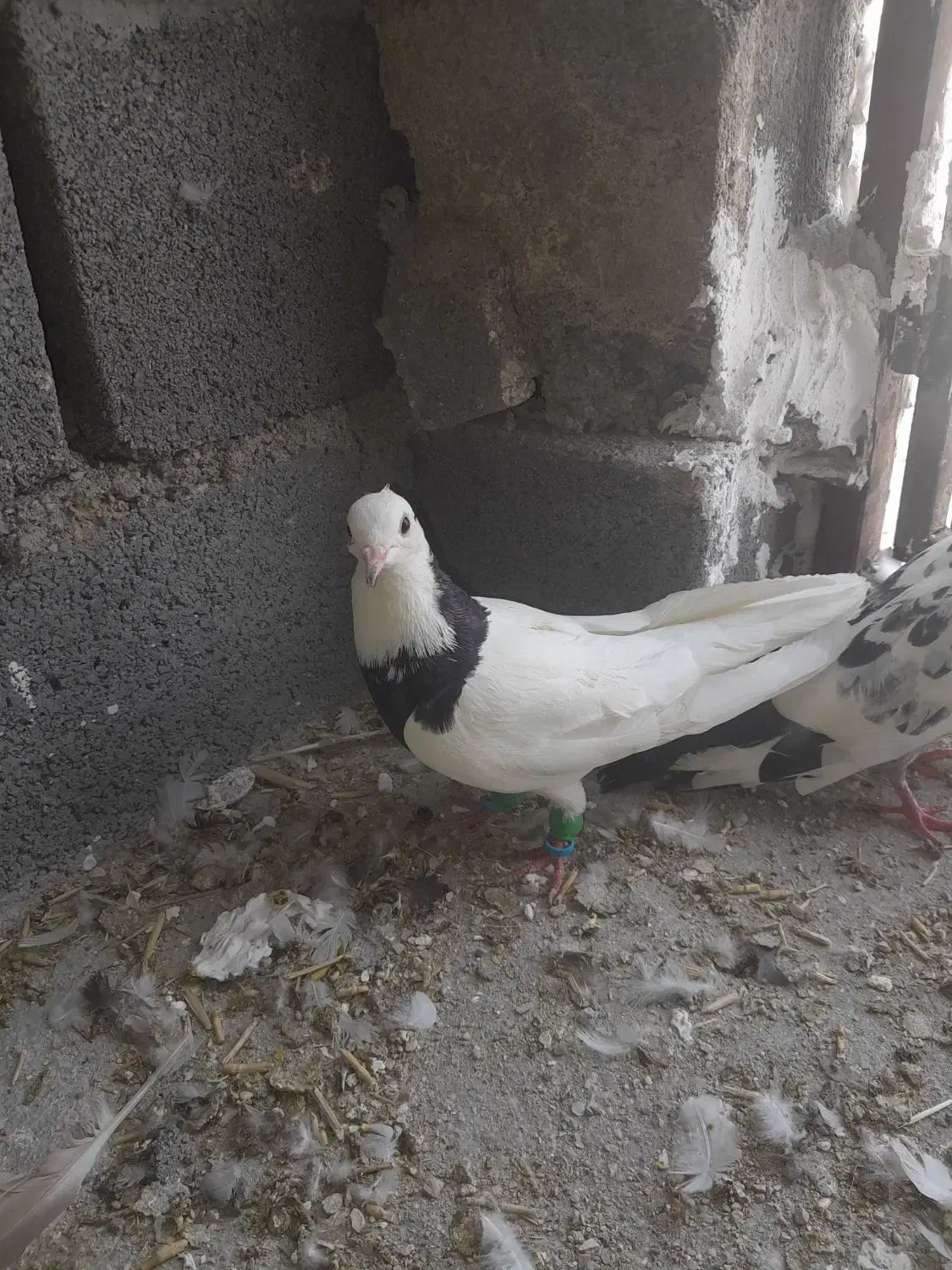 کفتر|پرنده|جم, |دیوار