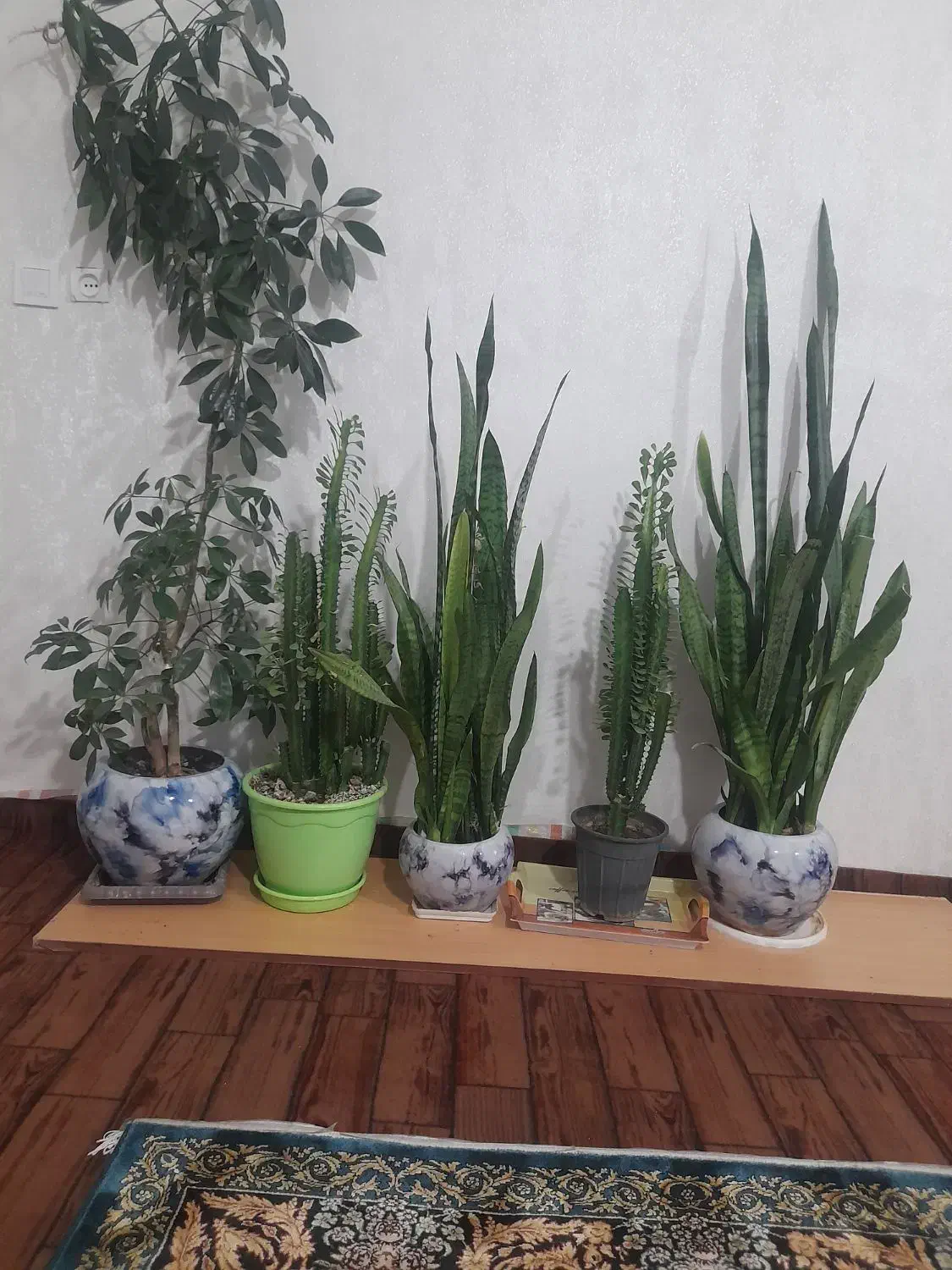 گلهای قشنگ طبیعی برای خونه وآپارتمانی|گل و گیاه طبیعی|اشنویه, |دیوار