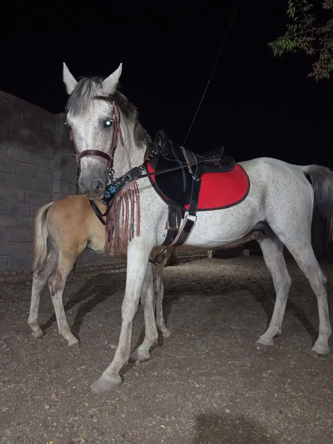 مادیون ارام ۶ساله اسب فیض اباد محولات|اسب و تجهیزات اسبسواری|مه ولات, |دیوار