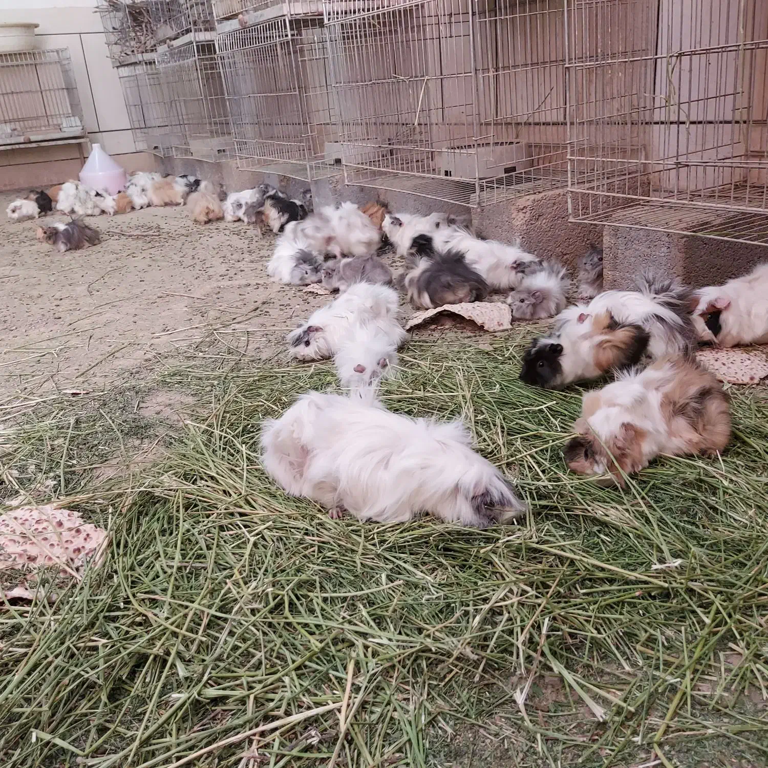 انواع خوکچه هندی بزرگ و کوچک|موش و خرگوش|اصفهان, بوستان ناژوان|دیوار