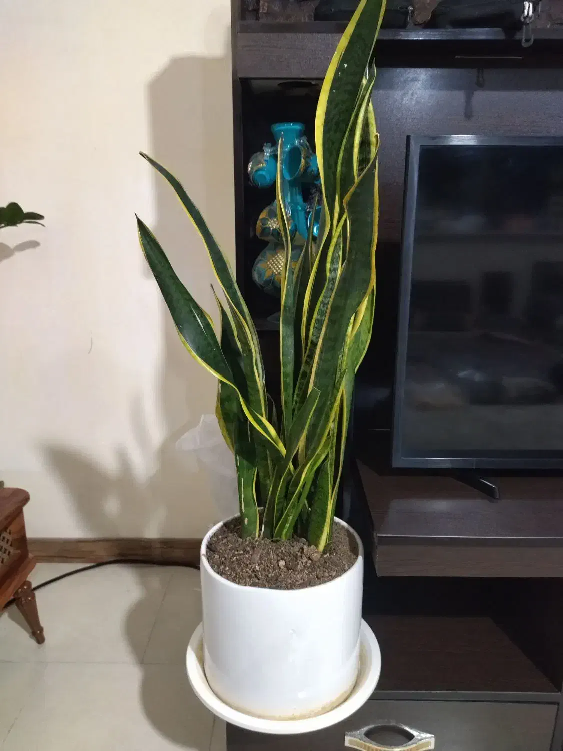 گل های آپارتمانی|گل و گیاه طبیعی|شاهین‌شهر, مسکن مهر|دیوار