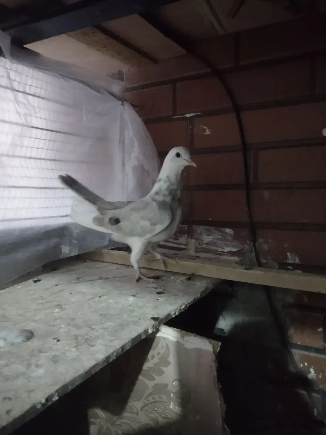 ابلغ|پرنده|پردیس, فاز ۸|دیوار