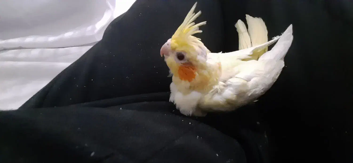 جوجه عروس هلندی|پرنده|تهران, هفده شهریور|دیوار