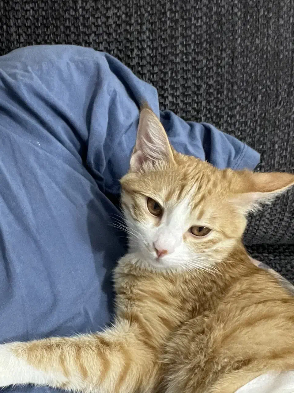 واگذاری گربه نارنجی ماده|گربه|مشهد, بهاران|دیوار