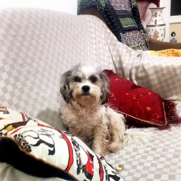 سگ پاکوتاه خانگی|سگ|رشت, پاره بیجار|دیوار