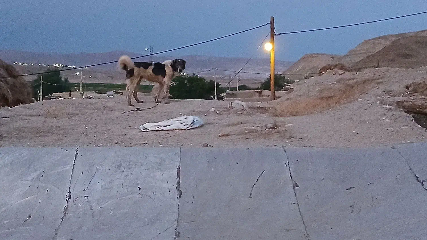 سگ نژاد قدیدم|سگ|انگوران, |دیوار