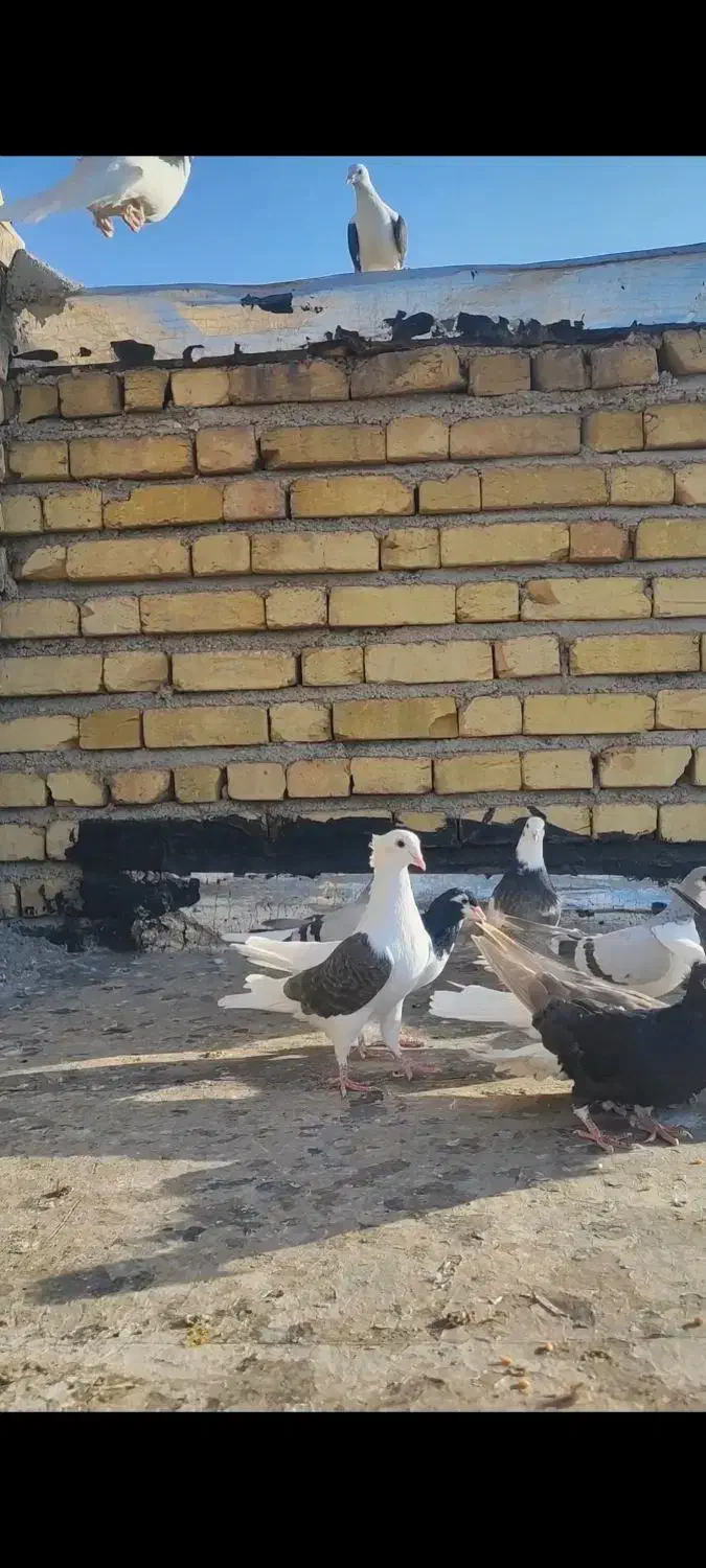 کبوتر پشت دار قهوه ای|پرنده|تاکستان, |دیوار