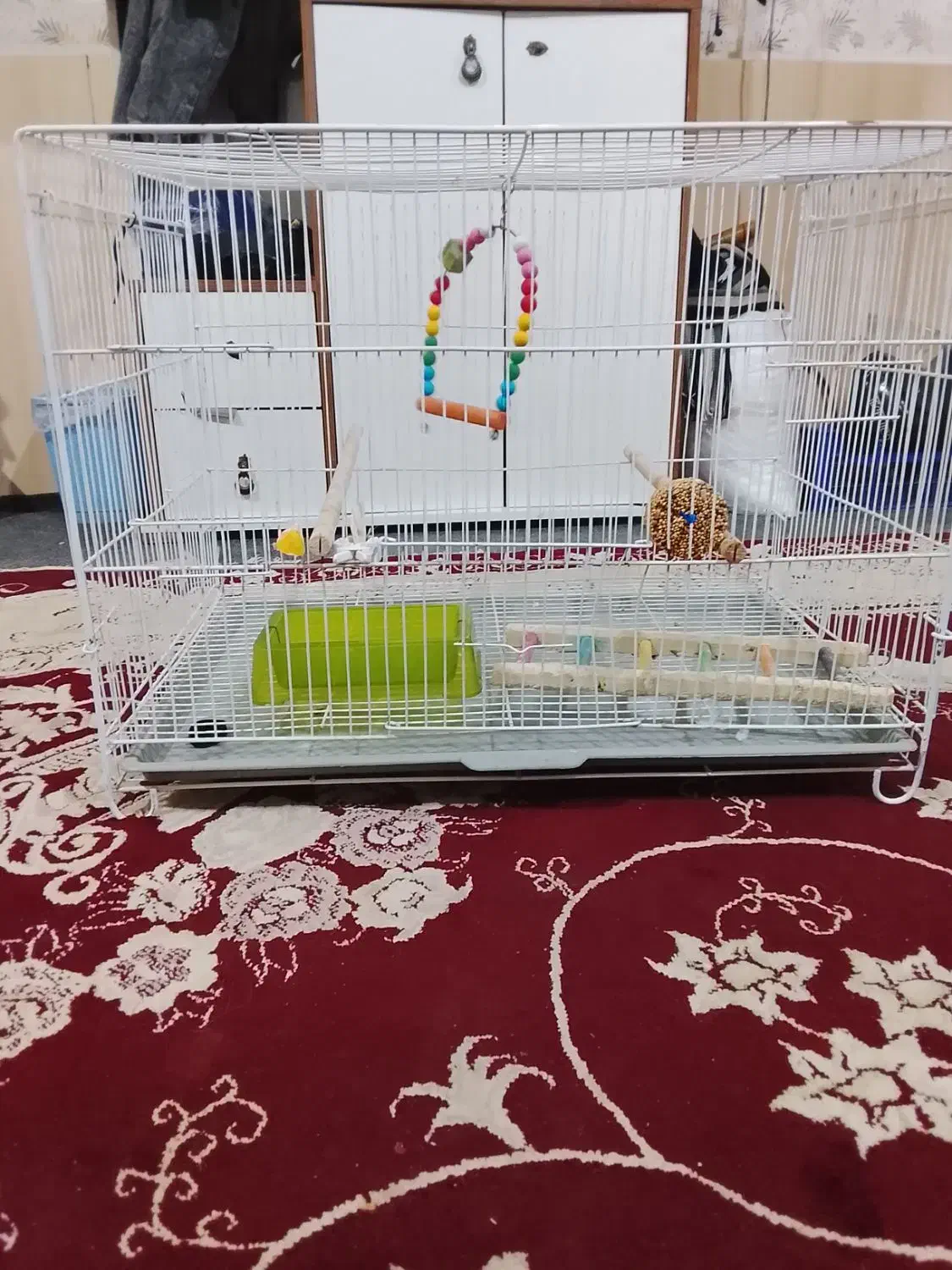 قفس 40در 60ویه عروس هلندی نر|پرنده|سبزوار, کلاته سیفر|دیوار