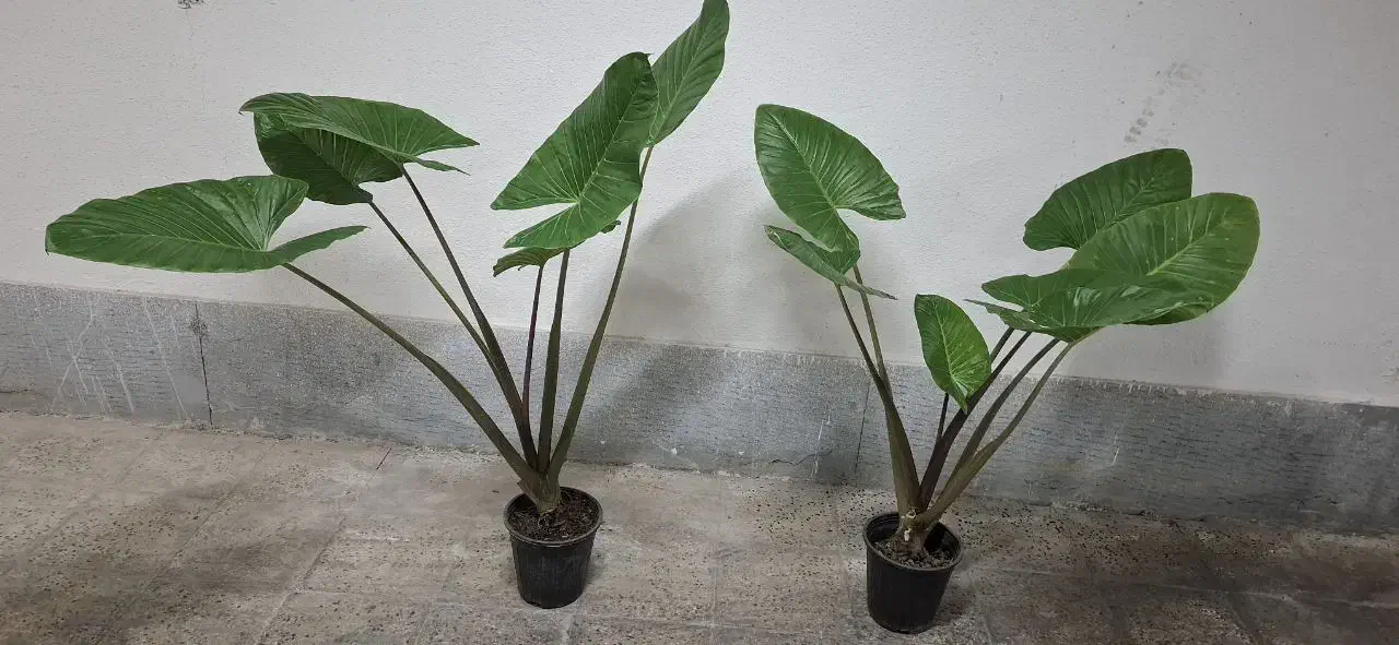 بابا آدم|گل و گیاه طبیعی|پردیس, فاز ۲|دیوار