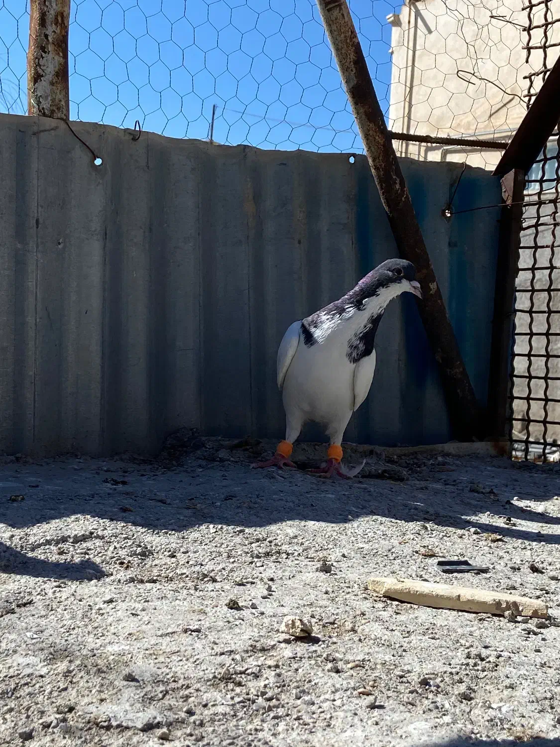 کفتر|حیوانات|تاکستان, |دیوار